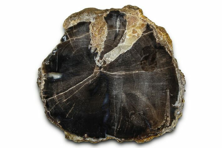 Petrified Wood (Schinoxylon) Limb Section - Blue Forest, Wyoming #371095